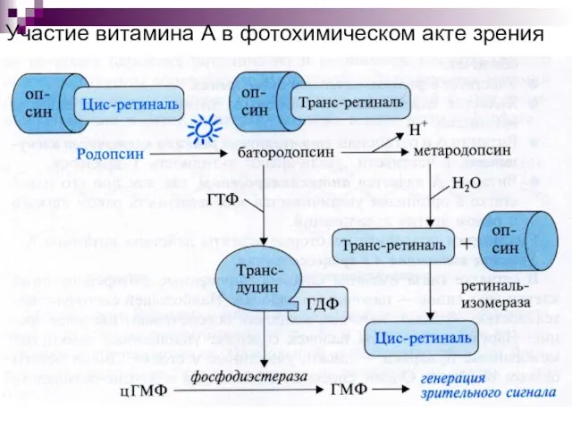 Участие витамина А в фотохимическом акте зрения