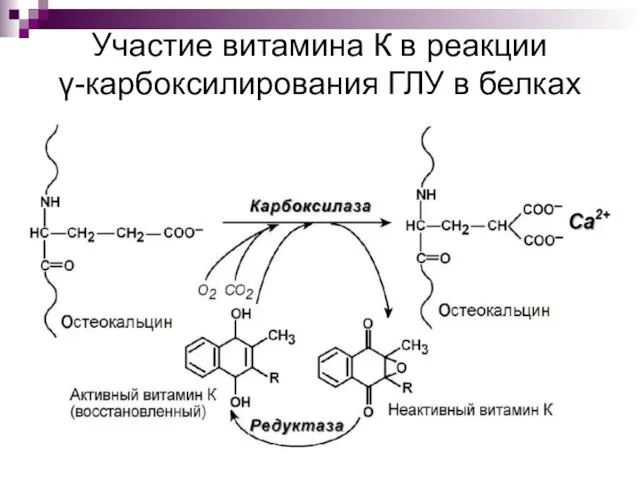 Участие витамина К в реакции γ-карбоксилирования ГЛУ в белках
