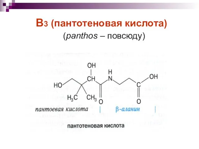 В3 (пантотеновая кислота) (panthos – повсюду)