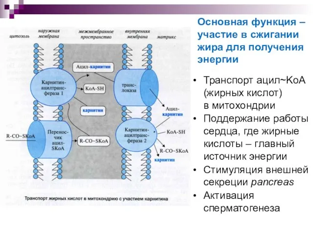 Основная функция – участие в сжигании жира для получения энергии