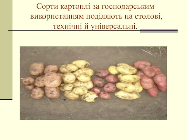 Сорти картоплі за господарським використанням поділяють на столові, технічні й універсальні.