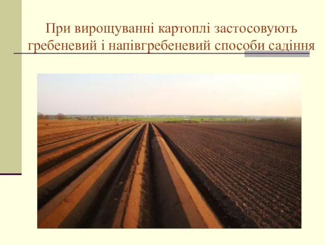 При вирощуванні картоплі застосовують гребеневий і напівгребеневий способи садіння