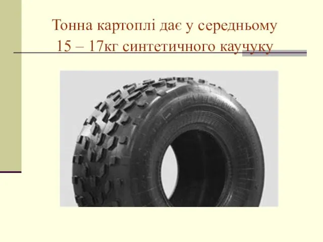 Тонна картоплі дає у середньому 15 – 17кг синтетичного каучуку