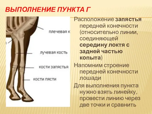 ВЫПОЛНЕНИЕ ПУНКТА Г Расположение запястья передней конечности (относительно линии, соединяющей