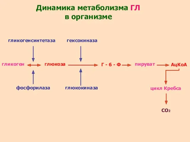 гликоген гликогенсинтетаза глюкоза гексокиназа глюкокиназа Г - 6 - Ф