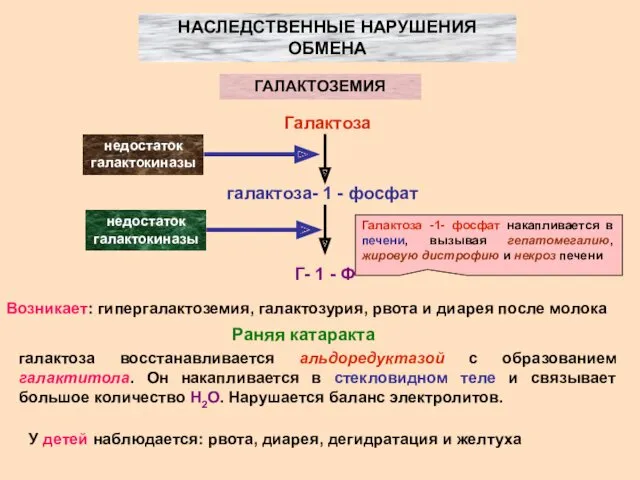 НАСЛЕДСТВЕННЫЕ НАРУШЕНИЯ ОБМЕНА ГАЛАКТОЗЕМИЯ Галактоза галактоза- 1 - фосфат Г-