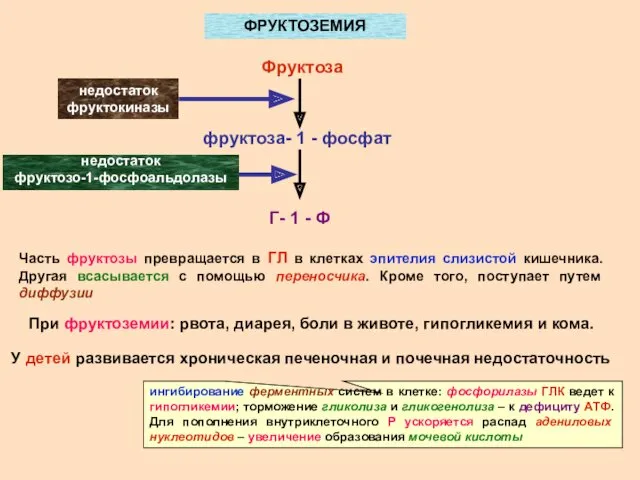 ФРУКТОЗЕМИЯ Фруктоза фруктоза- 1 - фосфат Г- 1 - Ф