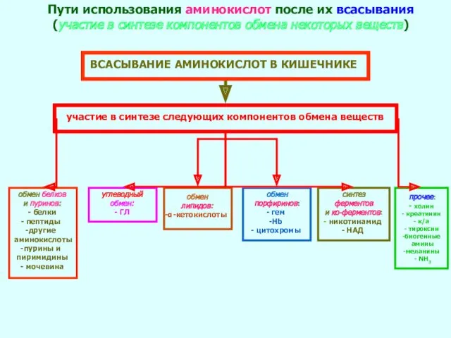 ВСАСЫВАНИЕ АМИНОКИСЛОТ В КИШЕЧНИКЕ Пути использования аминокислот после их всасывания