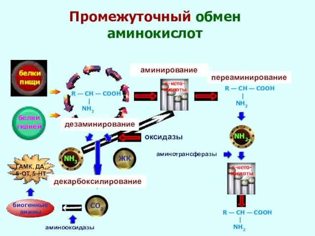 Промежуточный обмен аминокислот белки пищи белки тканей R — CH