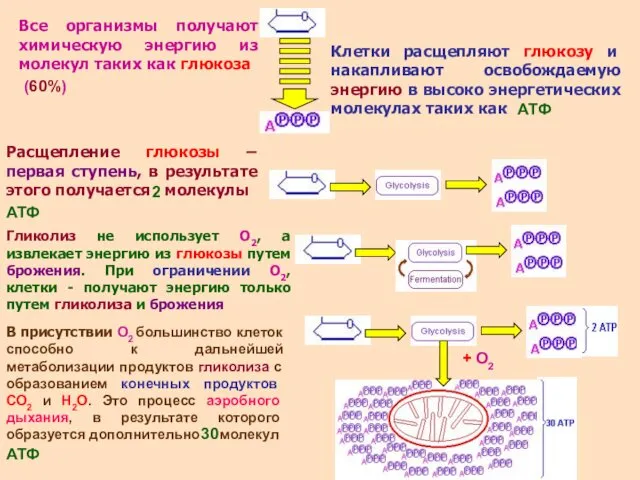 Все организмы получают химическую энергию из молекул таких как глюкоза