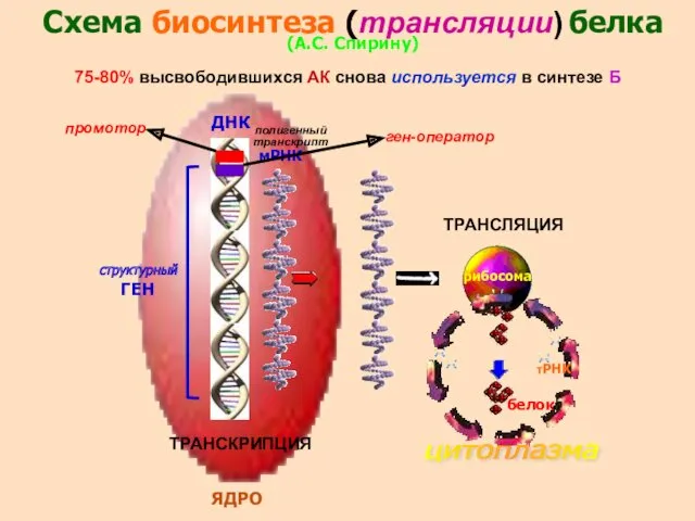 Схема биосинтеза (трансляции) белка (А.С. Спирину) структурный ГЕН мРНК ДНК