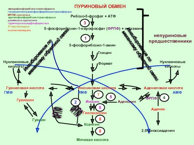 Гуаниловая кислота Инозиновая кислота Адениловая кислота 1 Рибозо-5-фосфат + АТФ