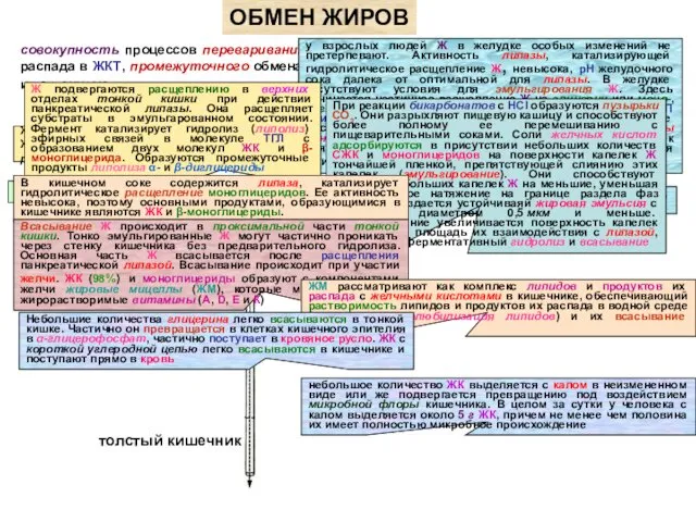 совокупность процессов переваривания и всасывания нейтральных Ж (ТГЛ) и продуктов