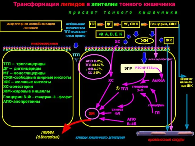 Трансформация липидов в эпителии тонкого кишечника ТГЛ – триглицериды ДГ