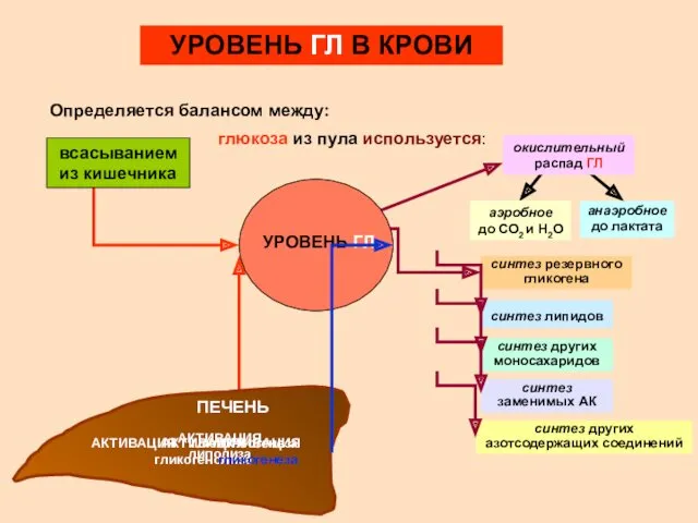 УРОВЕНЬ ГЛ В КРОВИ Определяется балансом между: УРОВЕНЬ ГЛ всасыванием