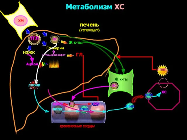 Метаболизм ХС печень (гепатоцит) кровеносные сосуды ХМ ТГЛ Глицерин НЭЖК