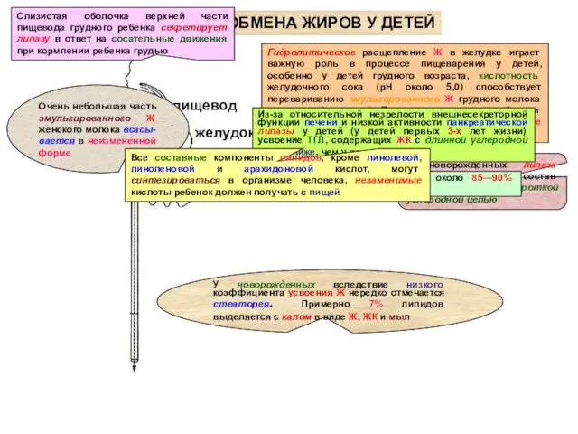 ОСОБЕННОСТИ ОБМЕНА ЖИРОВ У ДЕТЕЙ желудок Гидролитическое расщепление Ж в