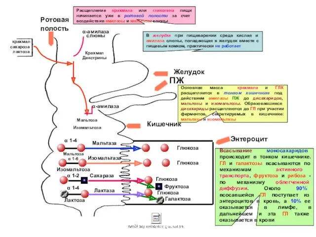 крахмал сахароза лактоза α-амилаза слюны Крахмал Декстрины Желудок Ротовая полость