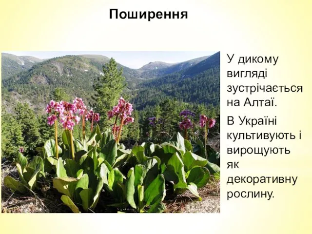 Поширення У дикому виглядi зустрiчається на Алтаї. В Українi культивують i вирощують як декоративну рослину.