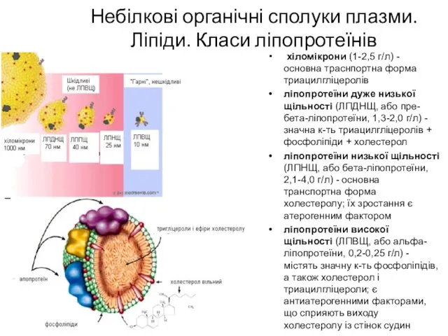 Небілкові органічні сполуки плазми. Ліпіди. Класи ліпопротеїнів хіломікрони (1-2,5 г/л)