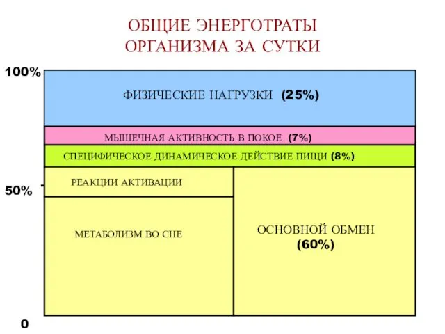 ОБЩИЕ ЭНЕРГОТРАТЫ ОРГАНИЗМА ЗА СУТКИ 100% 50% 0 ОСНОВНОЙ ОБМЕН