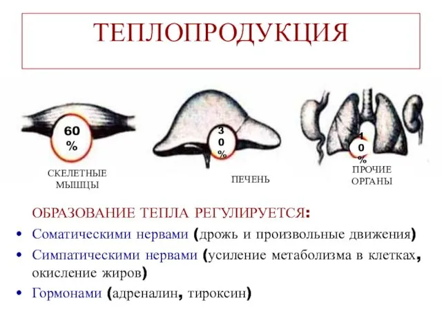 ТЕПЛОПРОДУКЦИЯ ОБРАЗОВАНИЕ ТЕПЛА РЕГУЛИРУЕТСЯ: Соматическими нервами (дрожь и произвольные движения)