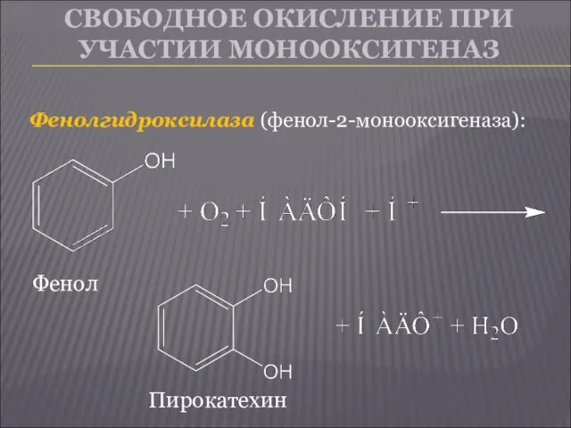 СВОБОДНОЕ ОКИСЛЕНИЕ ПРИ УЧАСТИИ МОНООКСИГЕНАЗ Фенолгидроксилаза (фенол-2-монооксигеназа): Фенол Пирокатехин