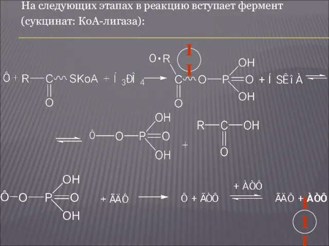 На следующих этапах в реакцию вступает фермент (сукцинат: КоА-лигаза): II III