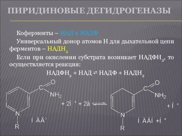 ПИРИДИНОВЫЕ ДЕГИДРОГЕНАЗЫ Коферменты – НАД и НАДФ Универсальный донор атомов