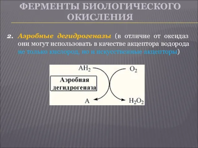 ФЕРМЕНТЫ БИОЛОГИЧЕСКОГО ОКИСЛЕНИЯ Аэробные дегидрогеназы (в отличие от оксидаз они