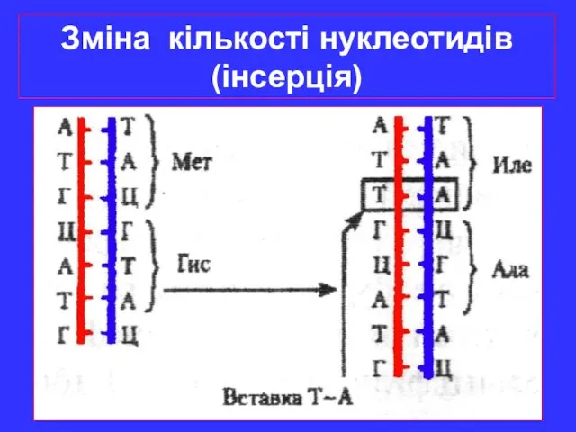 Зміна кількості нуклеотидів (інсерція)