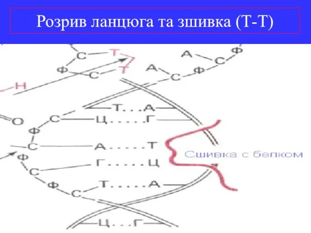 Розрив ланцюга та зшивка (Т-Т)