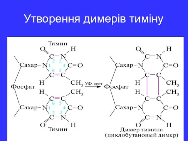 Утворення димерів тиміну