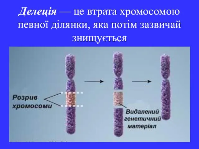 Делеція — це втрата хромосомою певної ділянки, яка потім зазвичай знищується