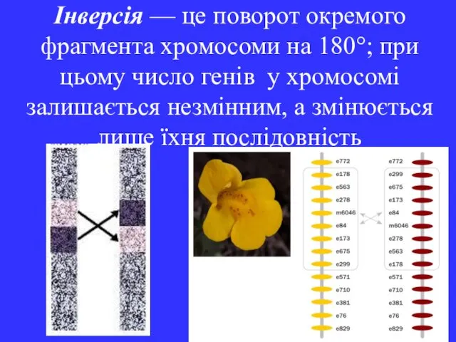 Інверсія — це поворот окремого фрагмента хромосоми на 180°; при цьому число генів