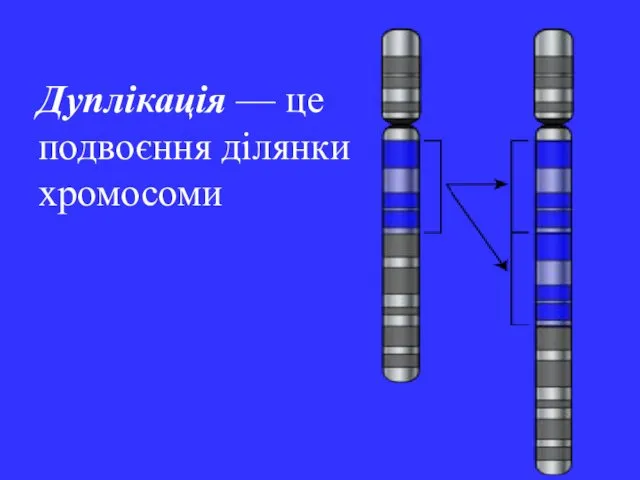 Дуплікація — це подвоєння ділянки хромосоми