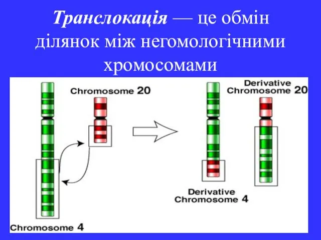 Транслокація — це обмін ділянок між негомологічними хромосомами
