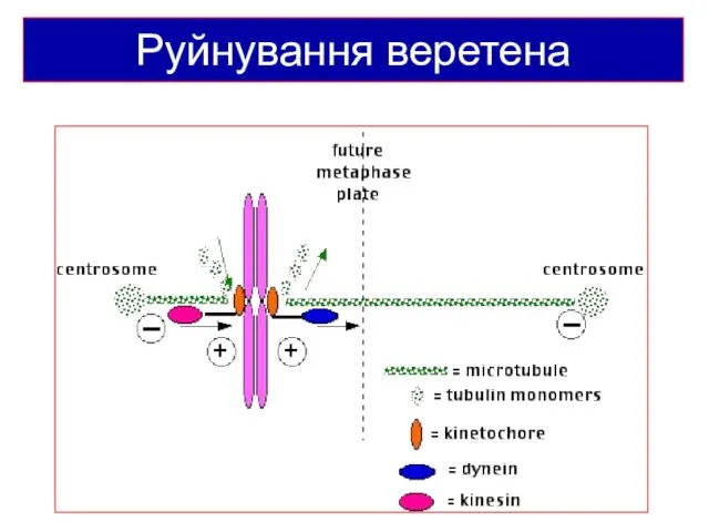 Руйнування веретена