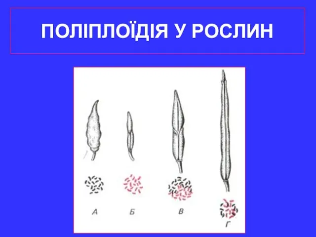 ПОЛІПЛОЇДІЯ У РОСЛИН