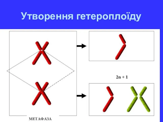 Утворення гетероплоїду