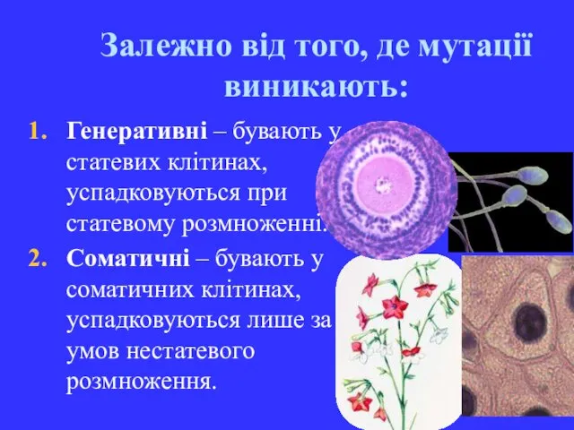 Залежно від того, де мутації виникають: Генеративні – бувають у статевих клітинах, успадковуються