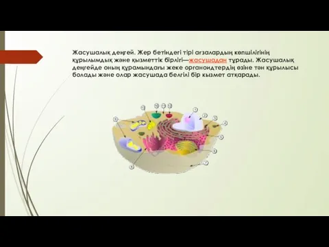 Жасушалық деңгей. Жер бетіндегі тірі ағзалардың көпшілігінің құрылымдық және қызметтік