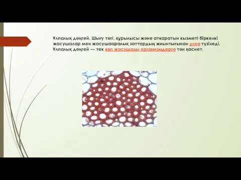 Ұлпалық деңгей. Шығу тегі, құрылысы және аткаратын кызметі біркелкі жасушалар