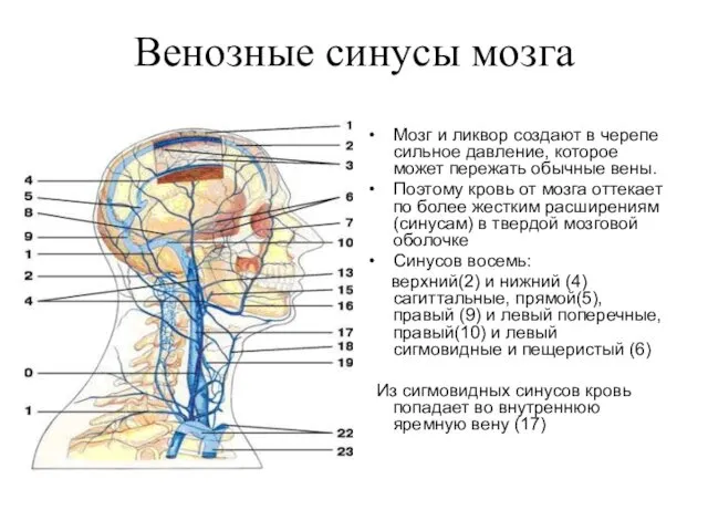 Венозные синусы мозга Мозг и ликвор создают в черепе сильное