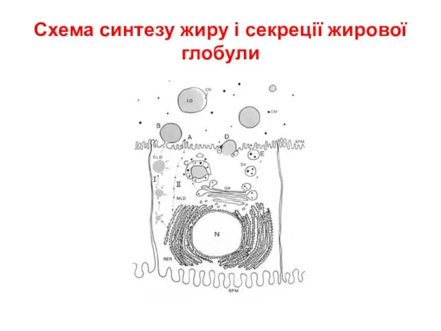 Схема синтезу жиру і секреції жирової глобули