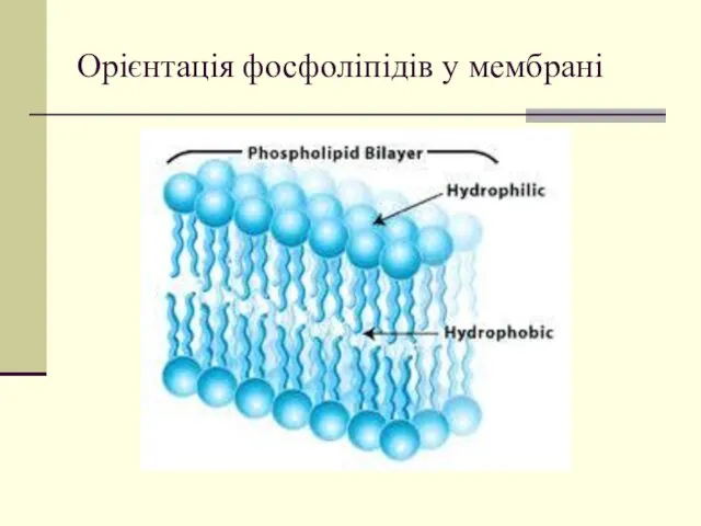 Орієнтація фосфоліпідів у мембрані