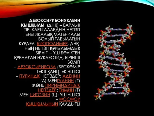 ДЕЗОКСИРИБОНУКЛЕИН ҚЫШҚЫЛЫ (ДНҚ) – БАРЛЫҚ ТІРІ КЛЕТКАЛАРДЫҢ НЕГІЗГІ ГЕНЕТИКАЛЫҚ МАТЕРИАЛЫ