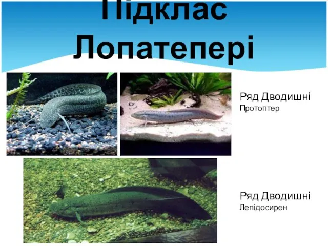 Підклас Лопатепері Ряд Дводишні Протоптер Ряд Дводишні Лепідосирен