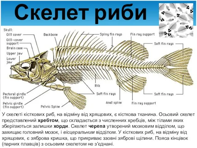 Скелет риби У скелеті кісткових риб, на відміну від хрящових,