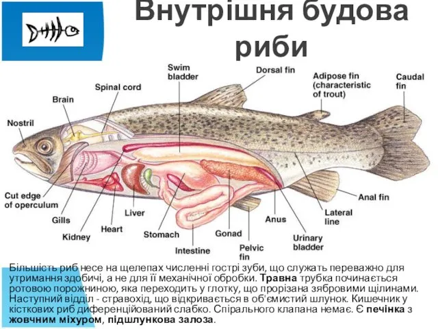 Внутрішня будова риби Більшість риб несе на щелепах численні гострі